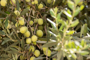 Green olives on the branches of an olive tree. Selective focus.