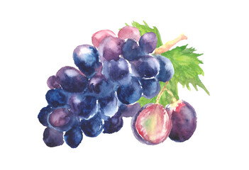 水彩で描いた葡萄のイラスト
