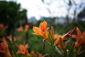 Lily flowers with a blurred green background.