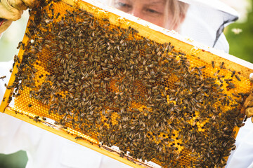 Imkerin schaut ihr Honigwaben an - Bienen- Honig