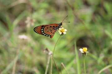 butterfly on a flower