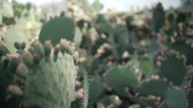 Bright sunlight on Mexican nopal plant with blurry background.