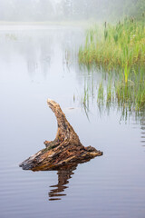 Old stump in the water