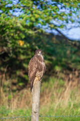 Common Buzzard sitting on a fence pole in the summer