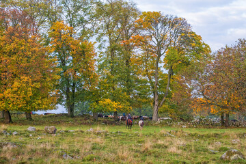 Livestock retrieved with horses in the autumn