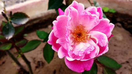 Pink rose flower closeup in the garden