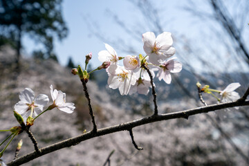 福井県の桜名所　花筐公園の桜