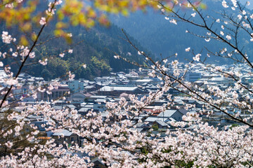 福井県の桜名所　花筐公園からの眺め