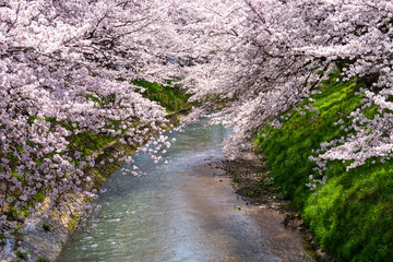 福井県の桜名所　吉野瀬川桜並木