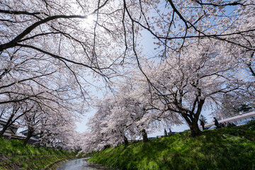 福井県の桜名所　吉野瀬川桜並木