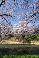 福井県の桜名所　吉野瀬川桜並木