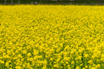 菜の花畑