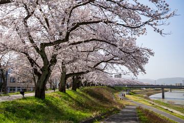 日本最大級の桜のトンネル・足羽川桜並木