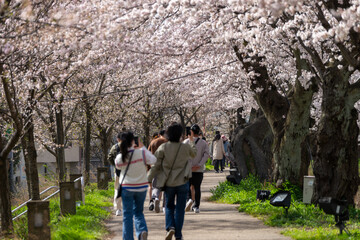 Fototapeta na wymiar 日本最大級の桜のトンネル・足羽川桜並木
