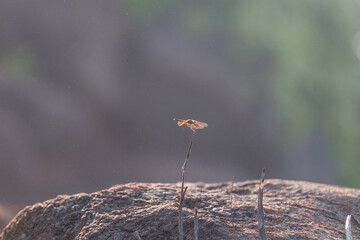 dragonfly on a leaf