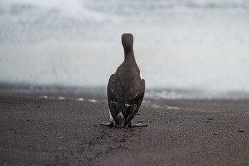 seabird on the beach