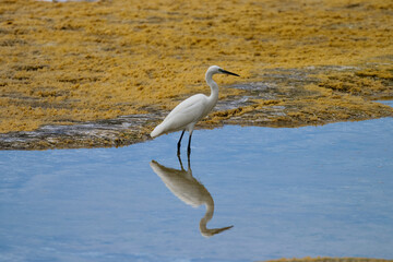 white heron and her reflection in the water