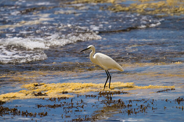 great heron ardea cinerea