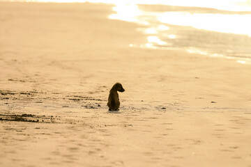 puppy on the beach