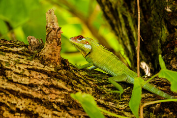 green lizard on a tree