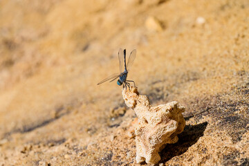 dragonfly on the sand