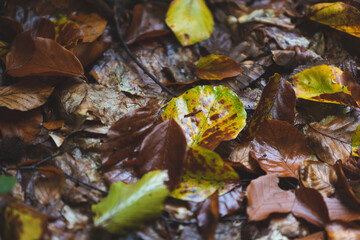 leaves in the autumn forest