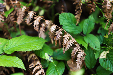 leaves in the autumn forest