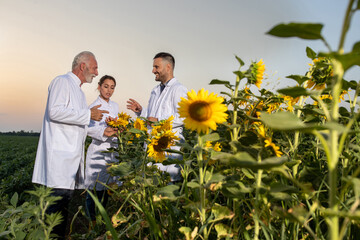 Three scientists in lab coats standing in field discussing sunflowers in foreground at sundown.