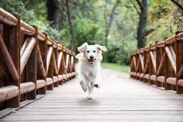 A dog, Golden retriever running on a wooden bridge with his tongue out