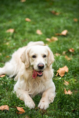 A dog, Golden retriever sitting, resting, on the grass with its tail raised and its tongue out