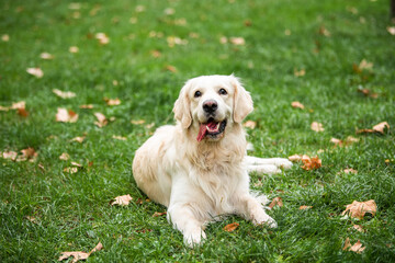 A dog, Golden retriever sitting, resting, on the grass with its tail raised and its tongue out