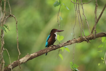 kingfisher on a branch