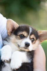 close up of corgi puppy dog held in arms  in summer sunny day