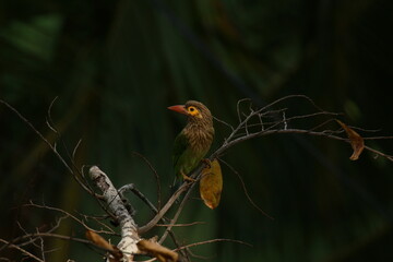 exotic bird on a branch