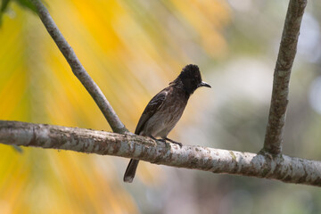 blackbird on a branch