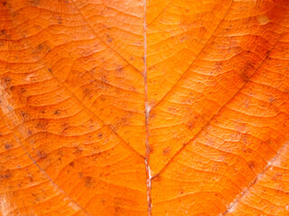 Obraz premium Golden orange leaf texture in summer as a background.