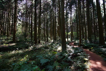 a refreshing cedar forest in the sunlight