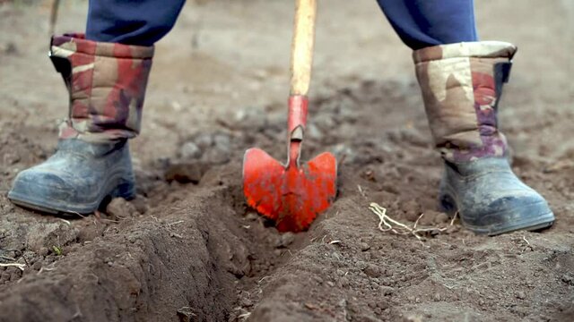 Man planting juniper plants in the yard. Seasonal works in the garden. Landscape design. Landscaping. Ornamental shrub juniper.