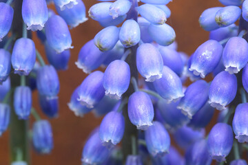 A close-up of beautiful blue Grape Hyacinths