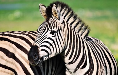 Fototapeta na wymiar Portrait of a young Zebra