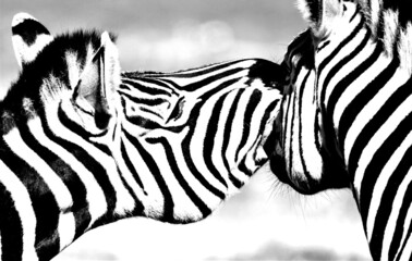 Fototapeta na wymiar Close up of two playful Zebras