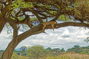 Tanzania, Serengeti park – Lion.