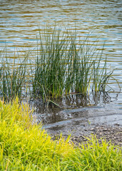 Green bush of sedge in the river. Waves roll over the grassy shore with stones and pebbles. Summertime.