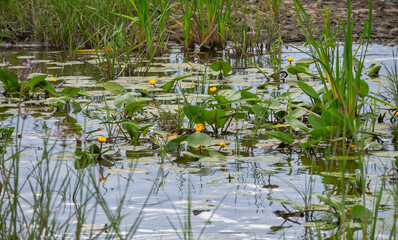 The pond overgrown with yellow water lilies or spatter-dick and other aquatic plants. Bright flower buds and blue sky reflecting on the water surface.