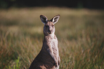 Fototapeta premium A very young Eastern Grey Kangaroo.