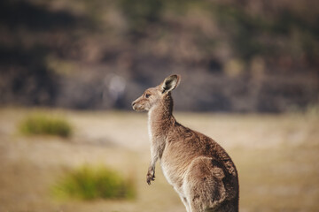 A very young Eastern Grey Kangaroo.
