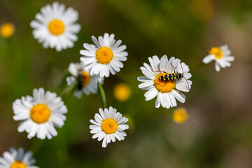 daisy flowers and an insect on a daisy