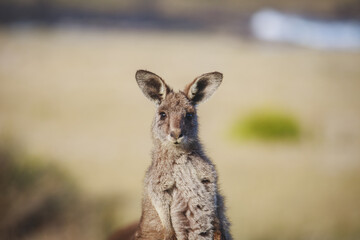 A very young Eastern Grey Kangaroo.