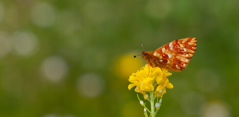 red butterfly perched on yellow flower with bokeh background, Boloria caucasica