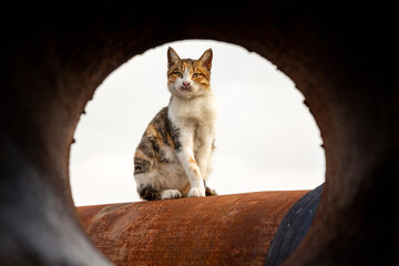 Stray cat sunbathing on huge, rusty water pipes that are idle. Agent cat is looking around.